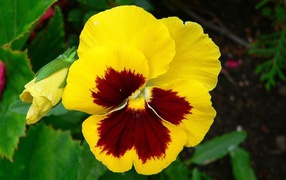 Yellow pansy flower