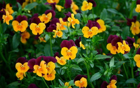 Yellow pansy flowers on the glade