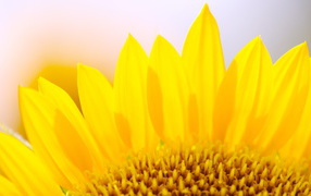 Yellow petals of a sunflower