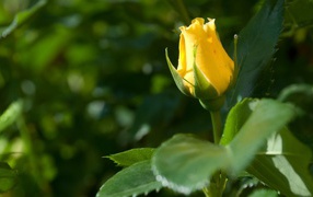 Жёлтая роза цветёт
