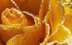 Жёлтая роза в пузырьках воздуха