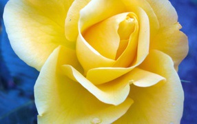 Жёлтая роза на синем фоне