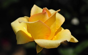 Yellow rose on a garden background