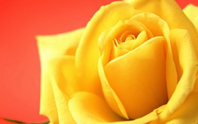 Yellow rose on a red background