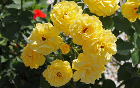 Yellow rose on the flowerbed