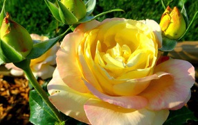 Yellow rose on the lawn