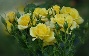 Yellow roses are blooming in the garden