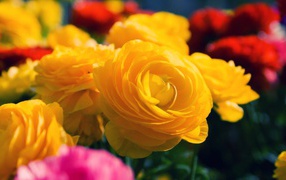 Жёлтые розы распустились в саду