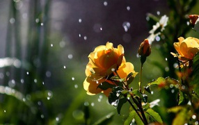 Yellow roses in the rain