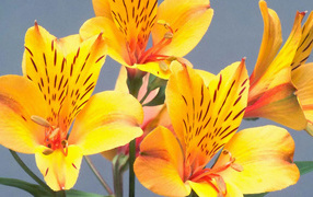 Желтые пятнистые цветы