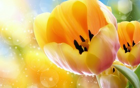 Желтые тюльпаны