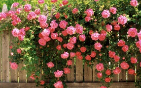 Цветущий забор