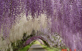 	 The hanging garden in Japan