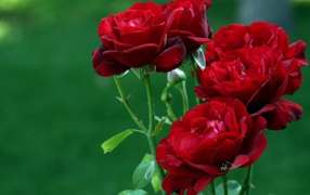 	  Bouquet of red roses on a green background
