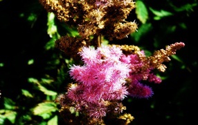 Ветка розовых цветков