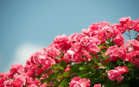 Куст розовых цветков