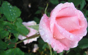 Нежная роза в каплях росы