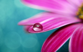 Капелька на лепестке