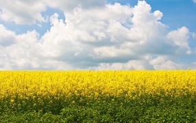 	  Field of yellow flowers