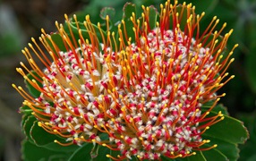 Цветок из Южной африки