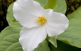 Цветок триллиум