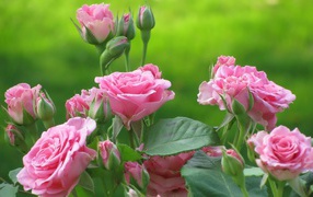 	  Gentle roses on a green background