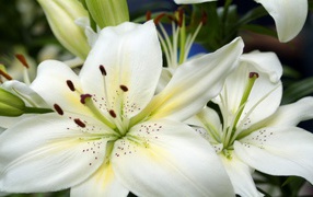 	  Large white lilies