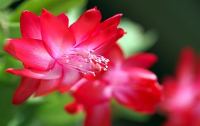 	  Red flower with petals