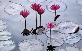 Водяные лилии во Вьетнаме