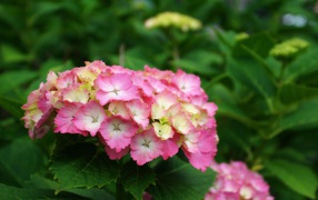 Желто розовые цветы