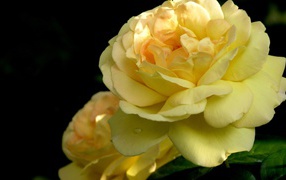 	  Yellow rose