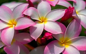 Цветущая Плюмерия