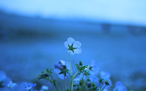 	   Blue flowers