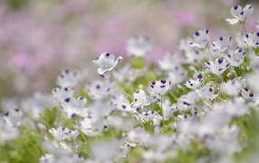 Сине белые цветки льна