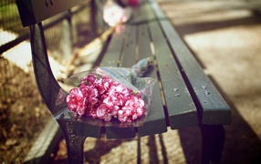 	   Bouquet of carnations on the bench