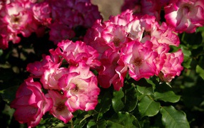 Кусты розовых цветов