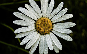 Ромашка с каплями