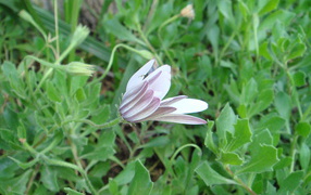 Нежный розовый цветок