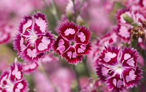 Нежные розовые цветы