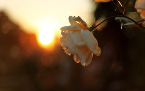 Увядающая роза на закате солнца