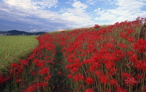 Поле красных цветов
