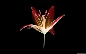 Цветок на черном фоне