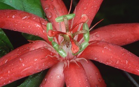 Цветок из Эквадора