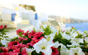 	   Flowers in Greece