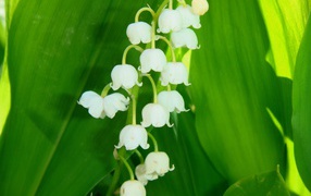 Цветы ландыши