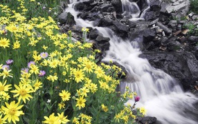 	   Flowers on the river