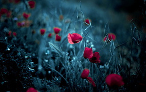 Цветки мака