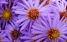 Цветы с каплями на лепестках