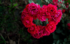 Сердечко из роз