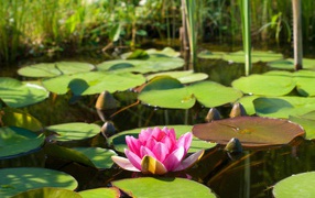 	   Lake with water Lily